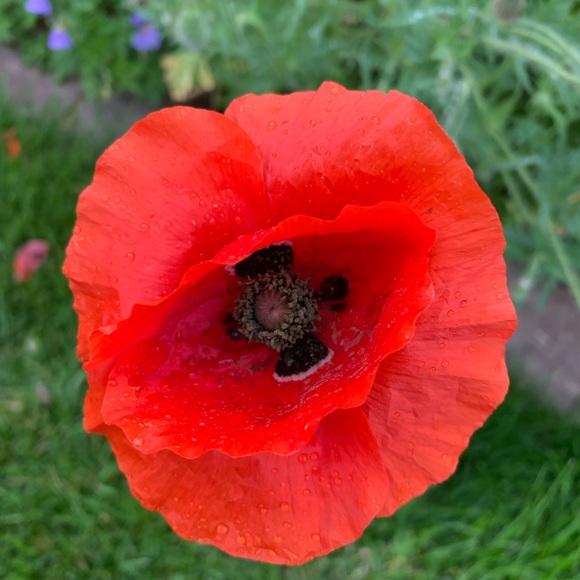 Meet Your Posher, Keeley - Picture 6 of 8